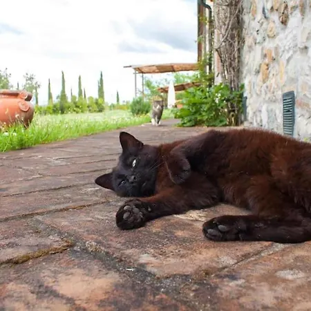 Fattoria Di Statiano